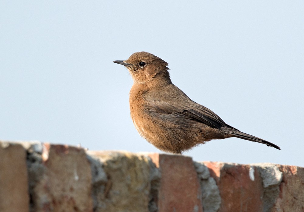 Brown Rock Chat - Lars Petersson | My World of Bird Photography
