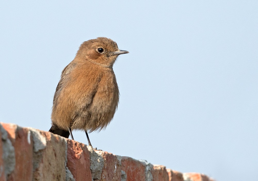 Brown Rock Chat - Lars Petersson | My World of Bird Photography