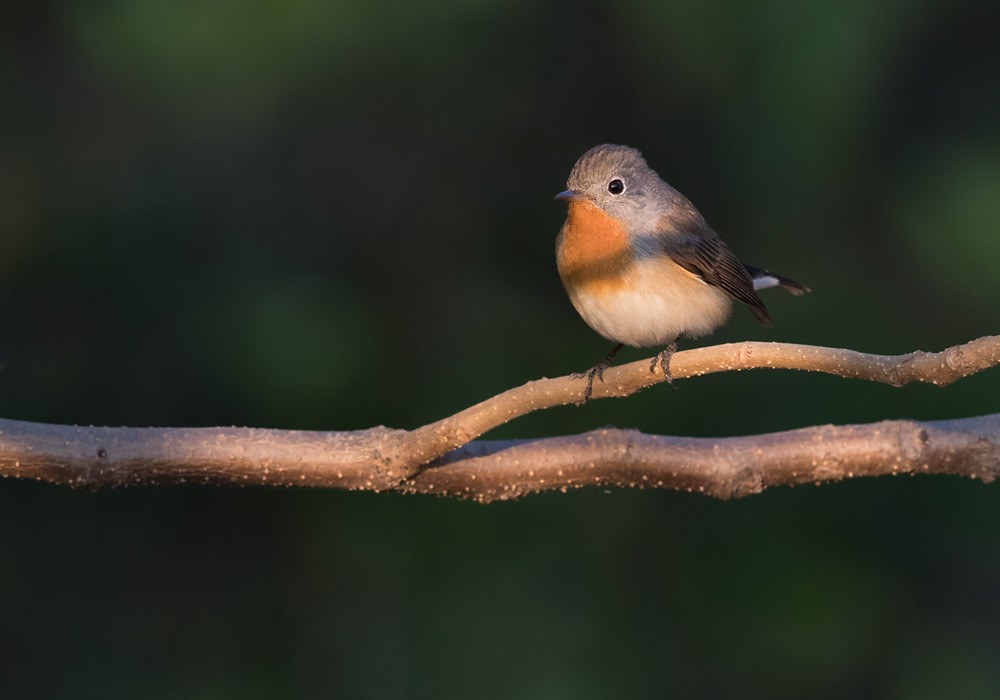 Red-breasted Flycatcher - ML205992211
