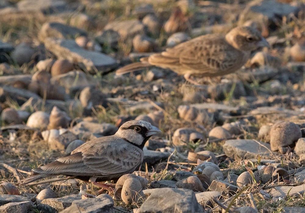 Ashy-crowned Sparrow-Lark - Lars Petersson | My World of Bird Photography