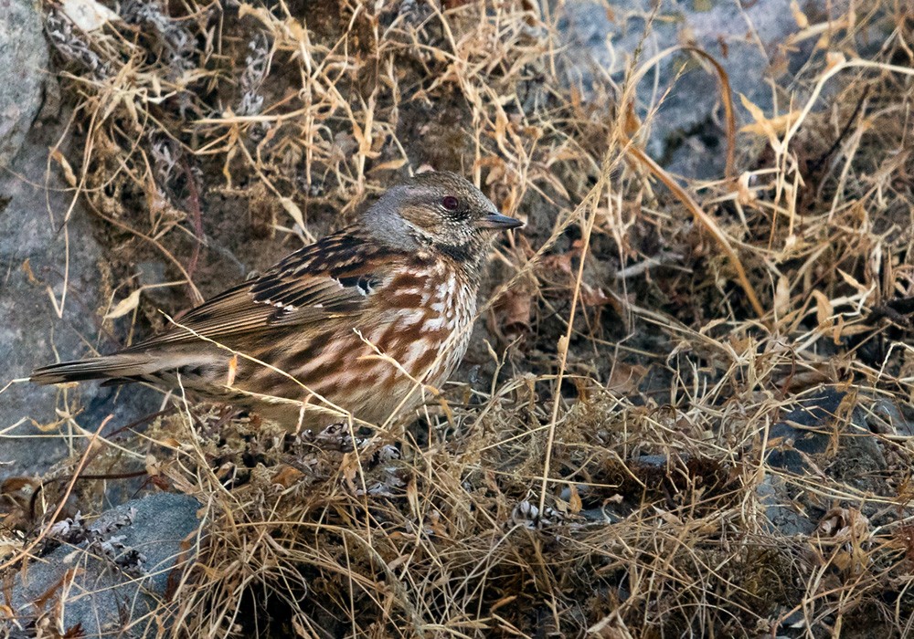 Altai Accentor - Lars Petersson | My World of Bird Photography
