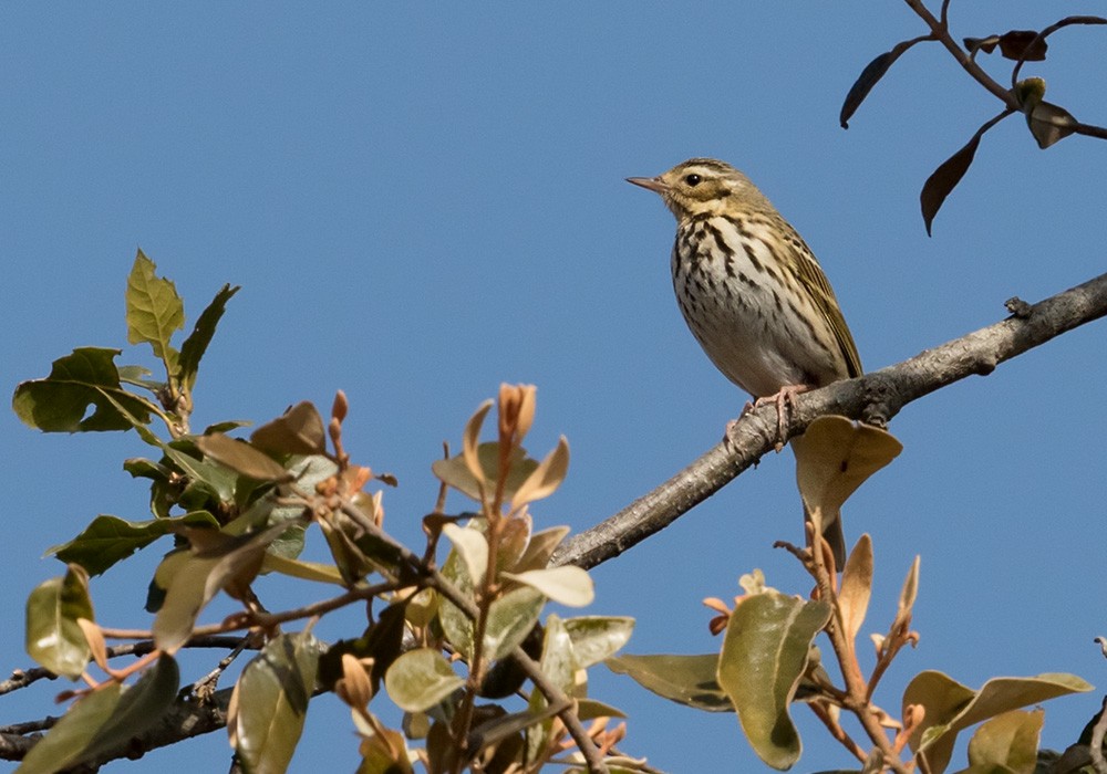 Olive-backed Pipit - ML205992371