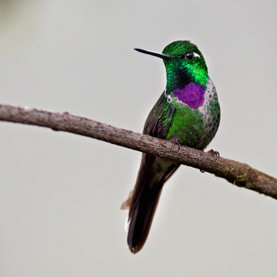 Purple-bibbed Whitetip - Lars Petersson | My World of Bird Photography
