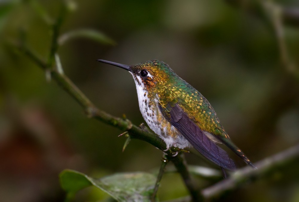 White-booted Racket-tail - Lars Petersson | My World of Bird Photography