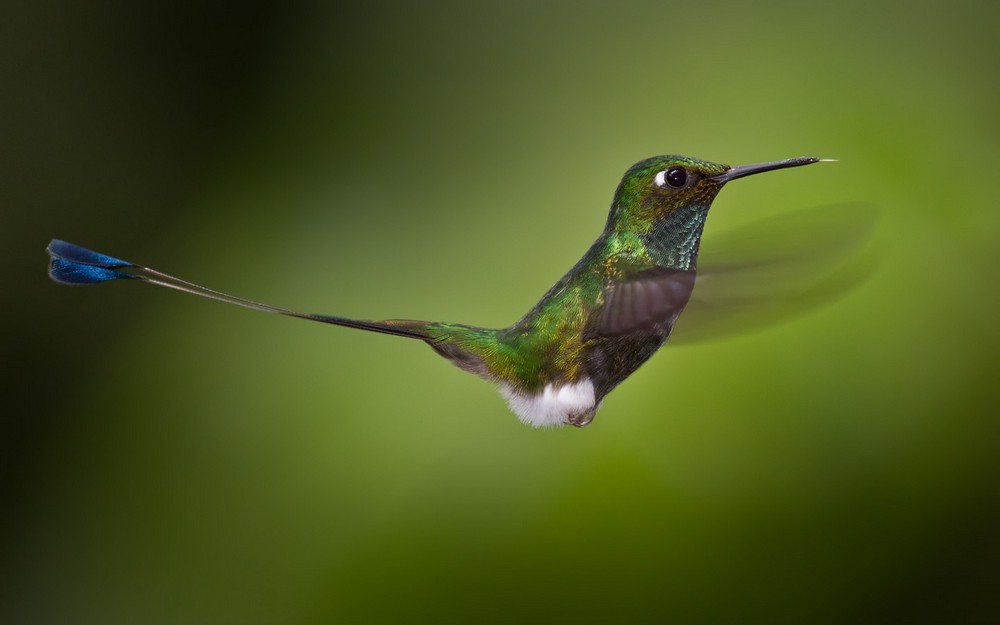 White-booted Racket-tail - Lars Petersson | My World of Bird Photography