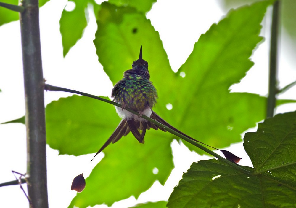 White-booted Racket-tail - ML205992461