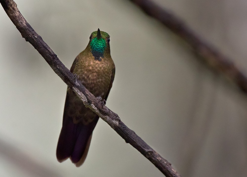 Tyrian Metaltail (Tyrian) - Lars Petersson | My World of Bird Photography