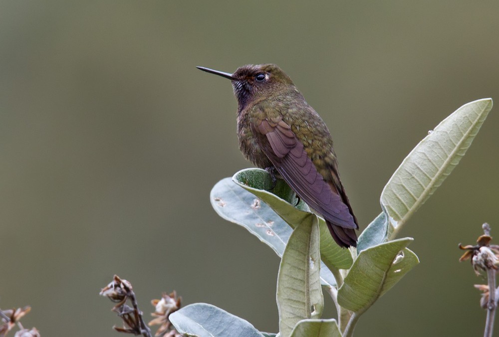 Violet-throated Metaltail - Lars Petersson | My World of Bird Photography