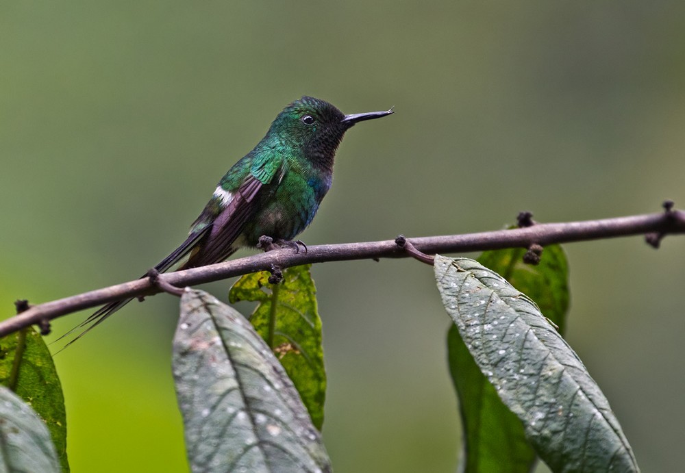 Green Thorntail - Lars Petersson | My World of Bird Photography