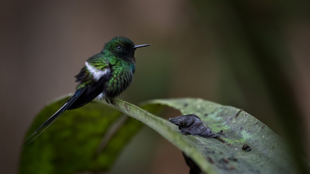 Green Thorntail - Lars Petersson | My World of Bird Photography