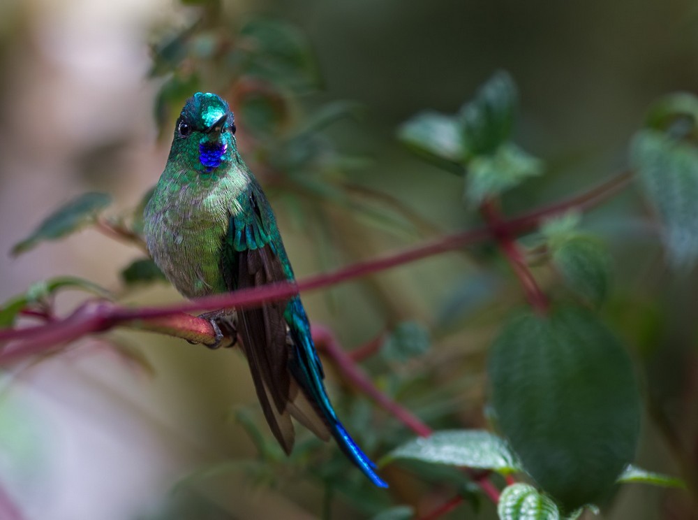 Long-tailed Sylph - Lars Petersson | My World of Bird Photography