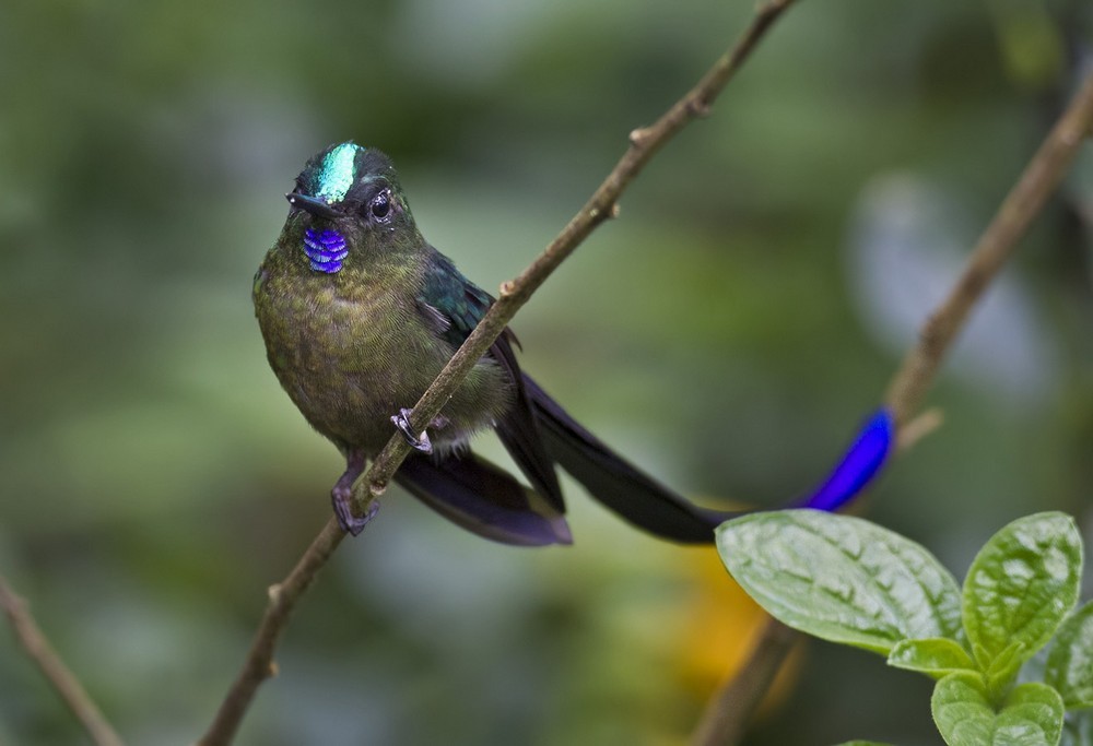 Violet-tailed Sylph - Lars Petersson | My World of Bird Photography