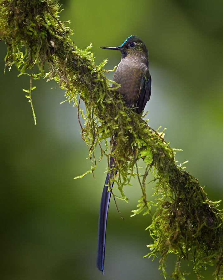 Violet-tailed Sylph - Lars Petersson | My World of Bird Photography