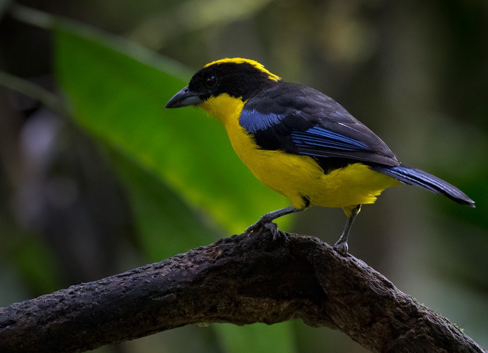 Blue-winged Mountain Tanager (Blue-winged) - Lars Petersson | My World of Bird Photography