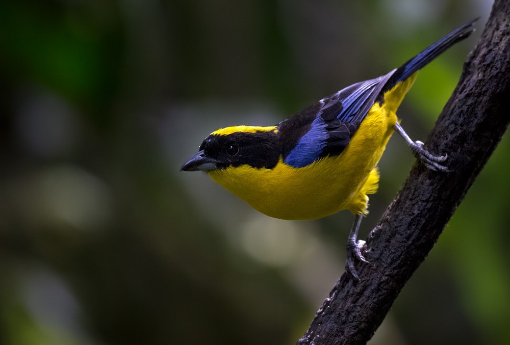 Blue-winged Mountain Tanager (Blue-winged) - ML205992661