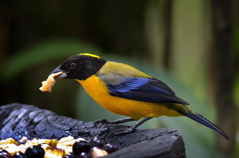 Black-chinned Mountain Tanager - ML205992691