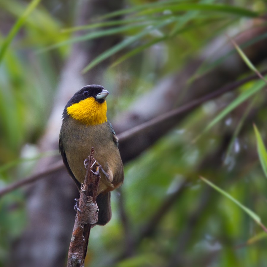 Yellow-throated Tanager - Lars Petersson | My World of Bird Photography