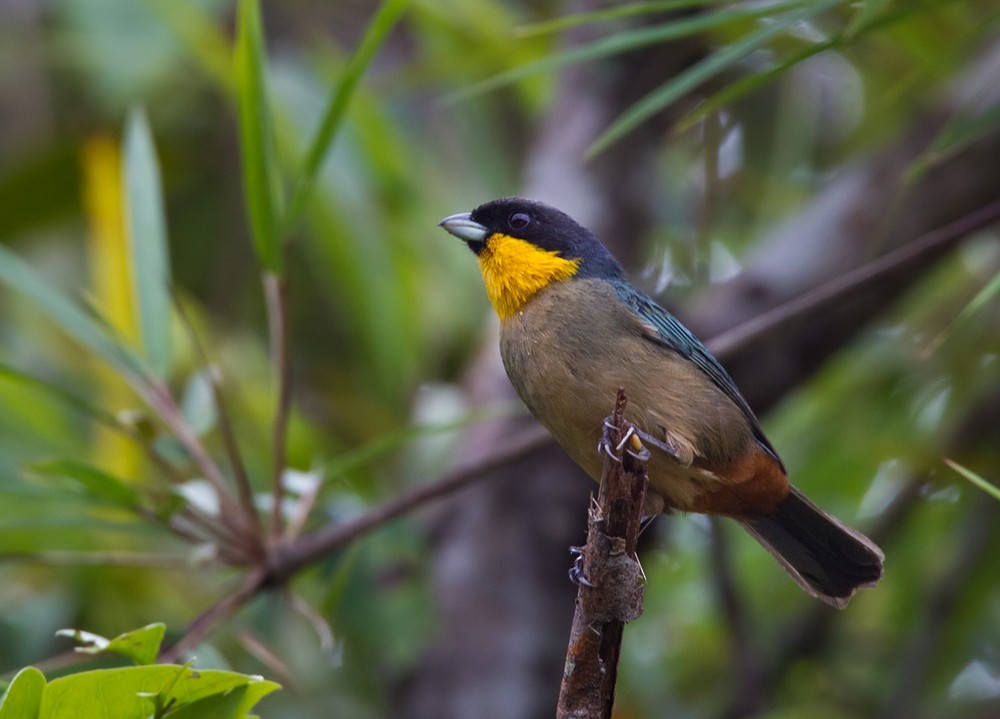 Yellow-throated Tanager - Lars Petersson | My World of Bird Photography