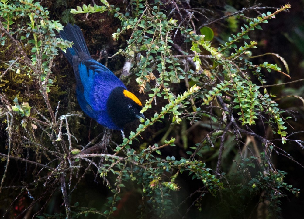 Golden-crowned Tanager - Lars Petersson | My World of Bird Photography