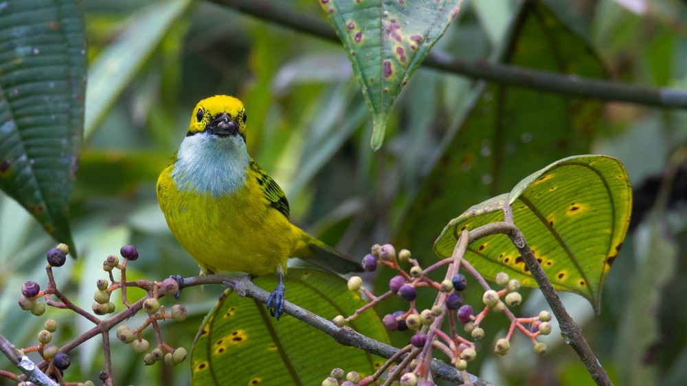 Silver-throated Tanager - ML205992771