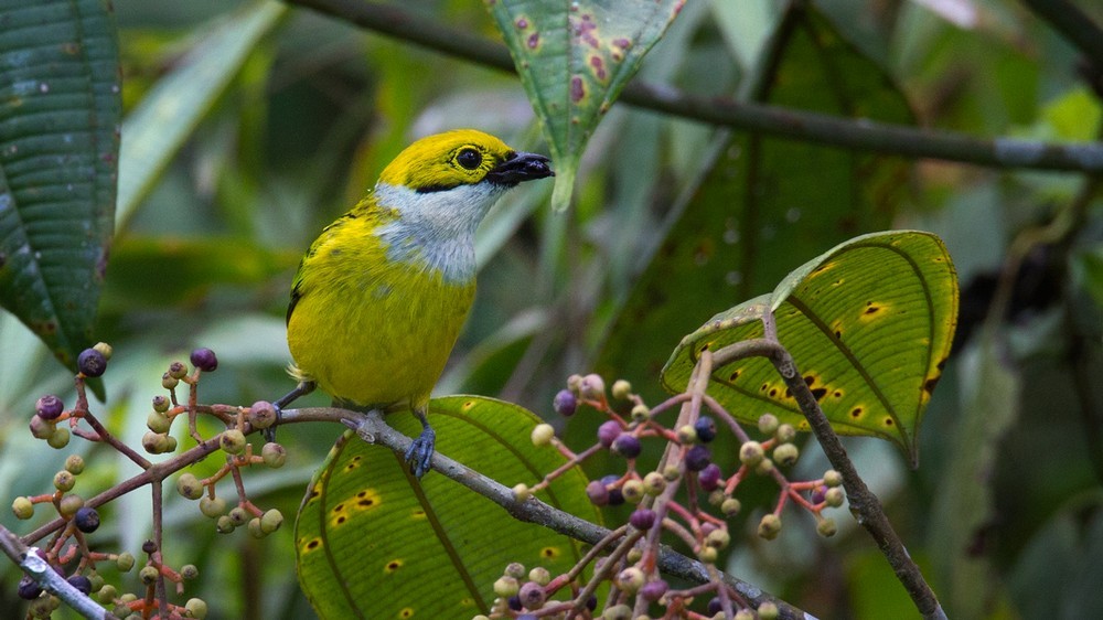 Silver-throated Tanager - Lars Petersson | My World of Bird Photography