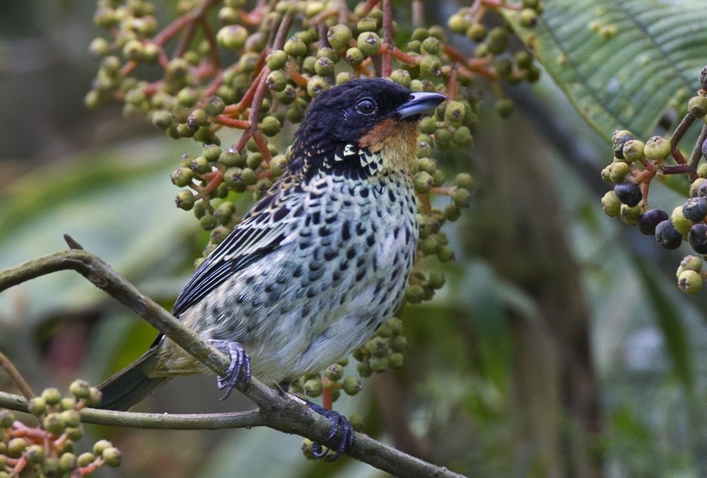 Rufous-throated Tanager - ML205992821