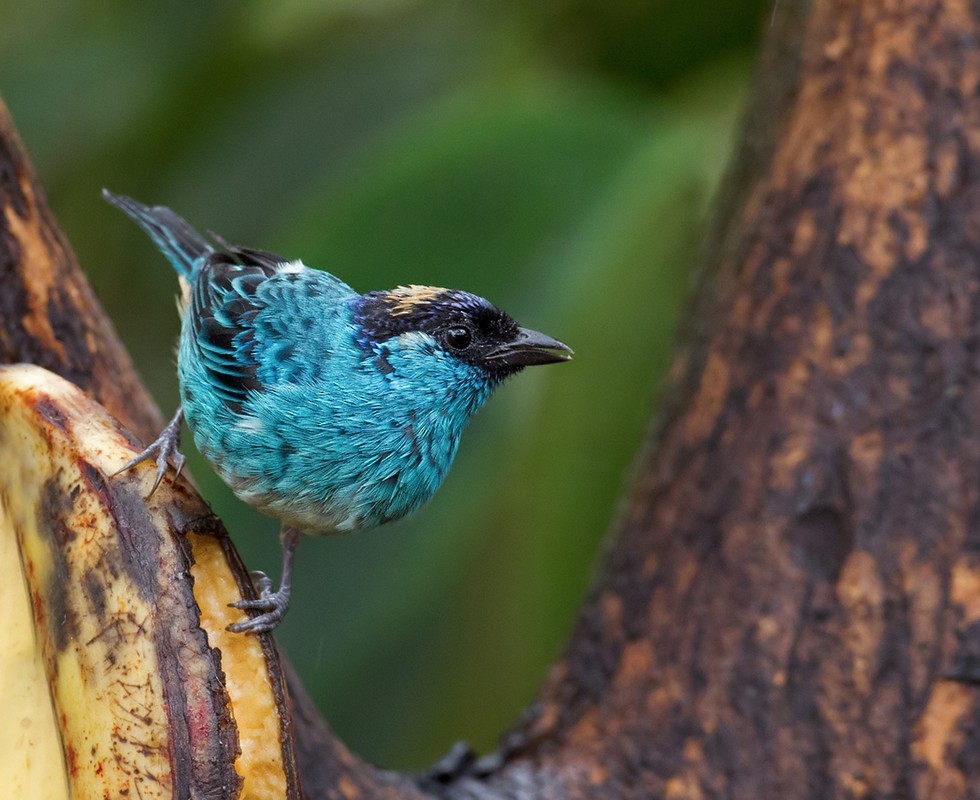 Golden-naped Tanager (Golden-naped) - Lars Petersson | My World of Bird Photography