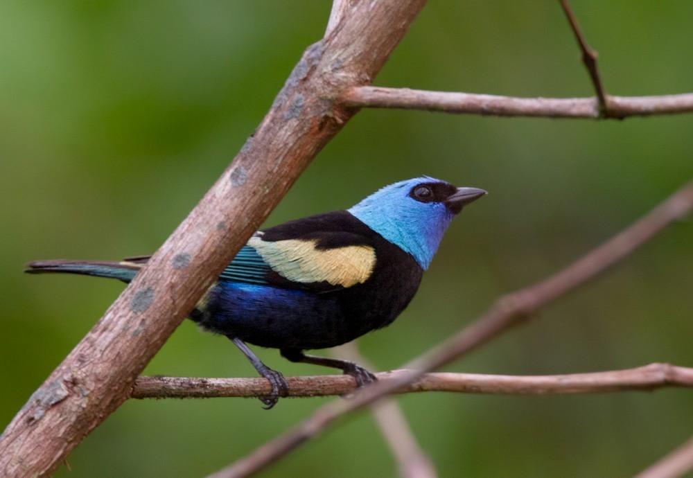Blue-necked Tanager - Lars Petersson | My World of Bird Photography