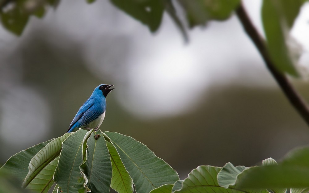 Swallow Tanager - ML205992881