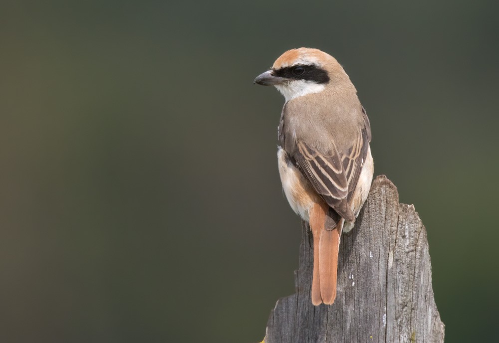 Red-tailed Shrike - Lars Petersson | My World of Bird Photography