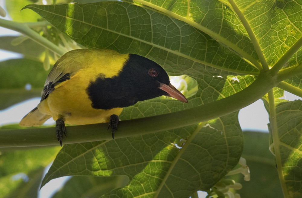 African Black-headed Oriole - Lars Petersson | My World of Bird Photography