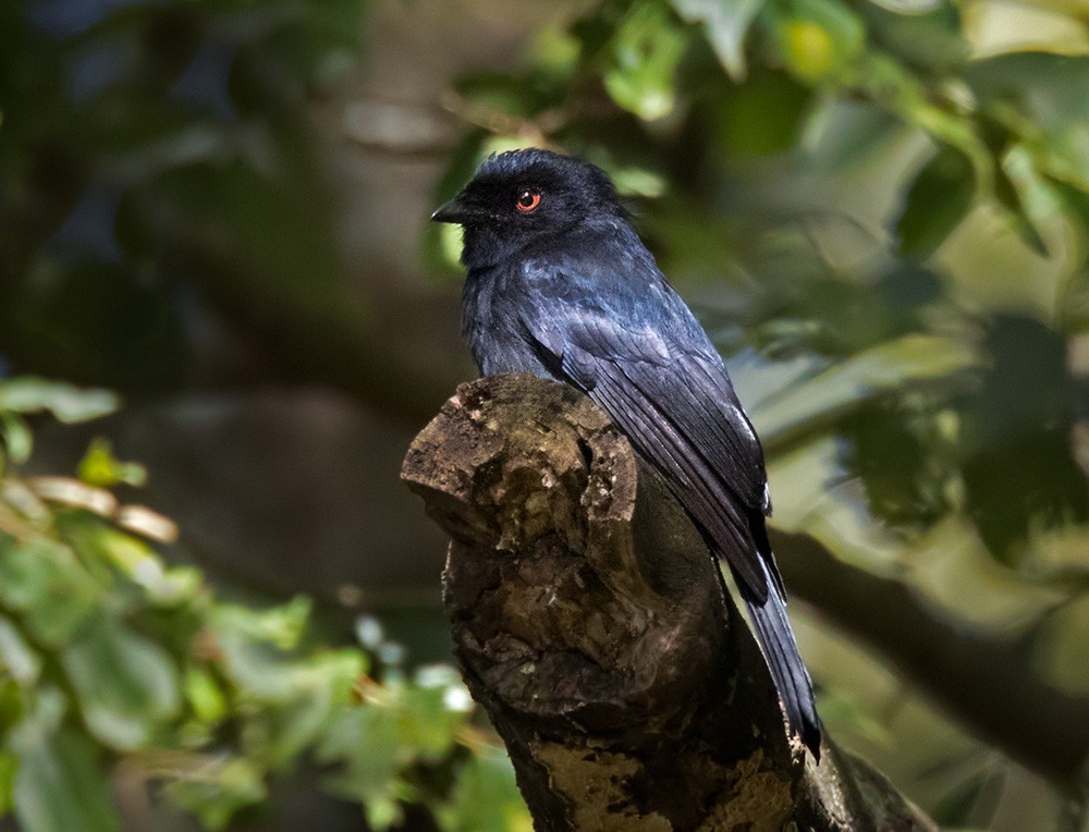 Sharpe's Drongo (Eastern) - Lars Petersson | My World of Bird Photography