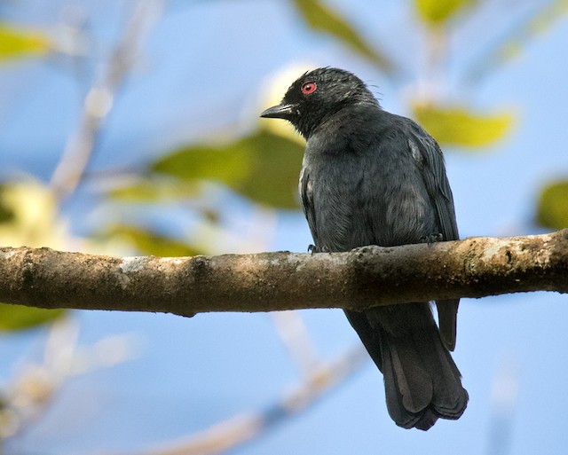 Dusky Tit - eBird