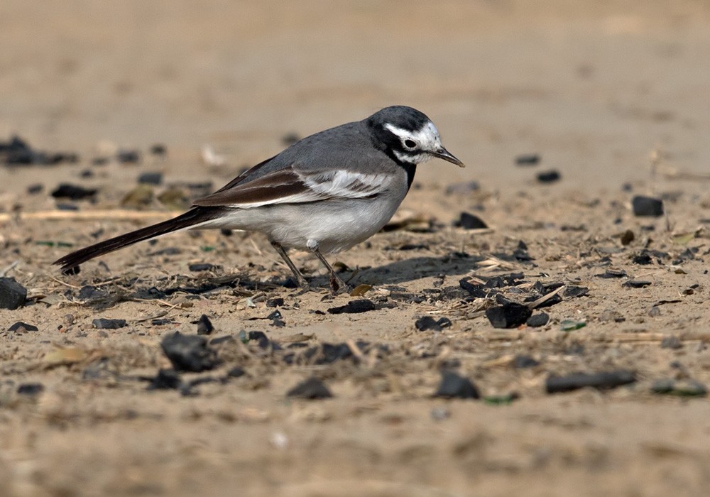 White Wagtail (Masked) - Lars Petersson | My World of Bird Photography