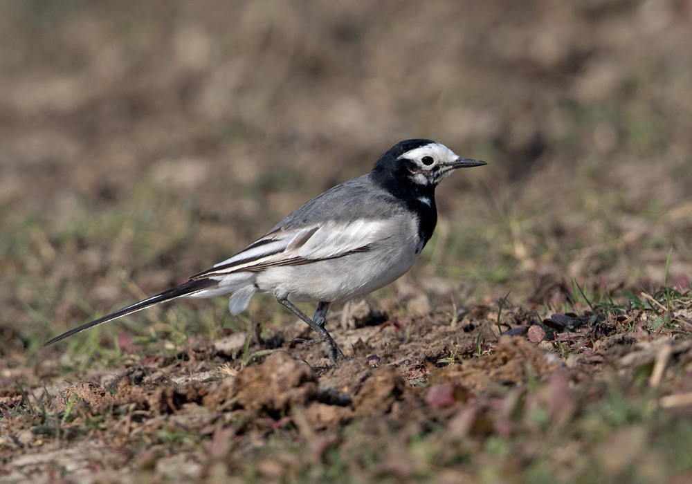 White Wagtail (Masked) - Lars Petersson | My World of Bird Photography