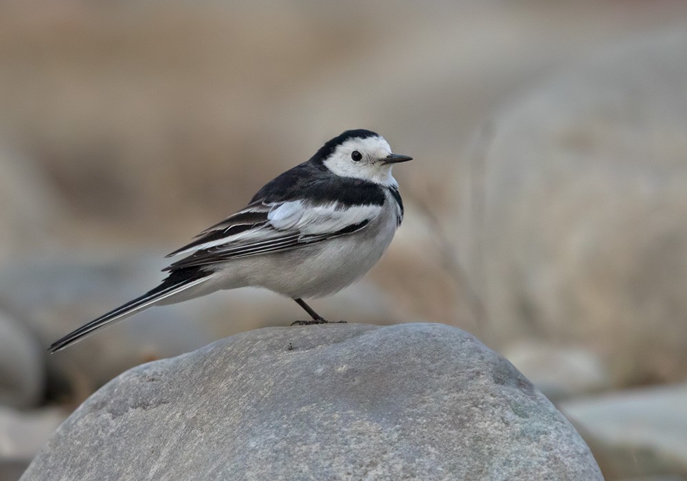 White Wagtail (Chinese) - Lars Petersson | My World of Bird Photography