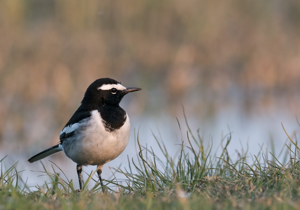 White-browed Wagtail - ML205993231