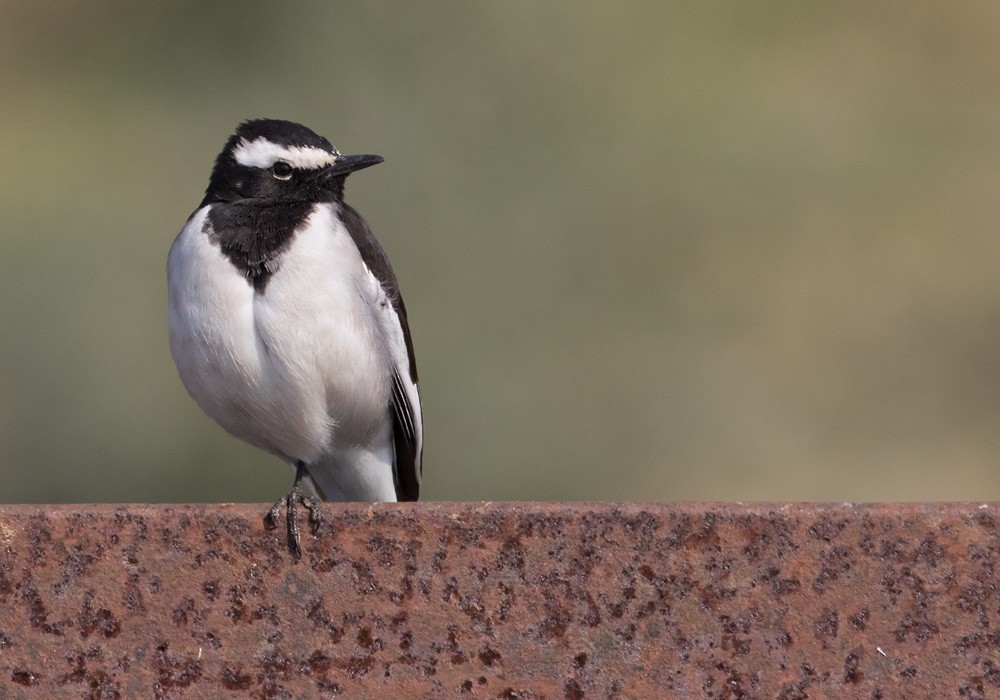 White-browed Wagtail - Lars Petersson | My World of Bird Photography