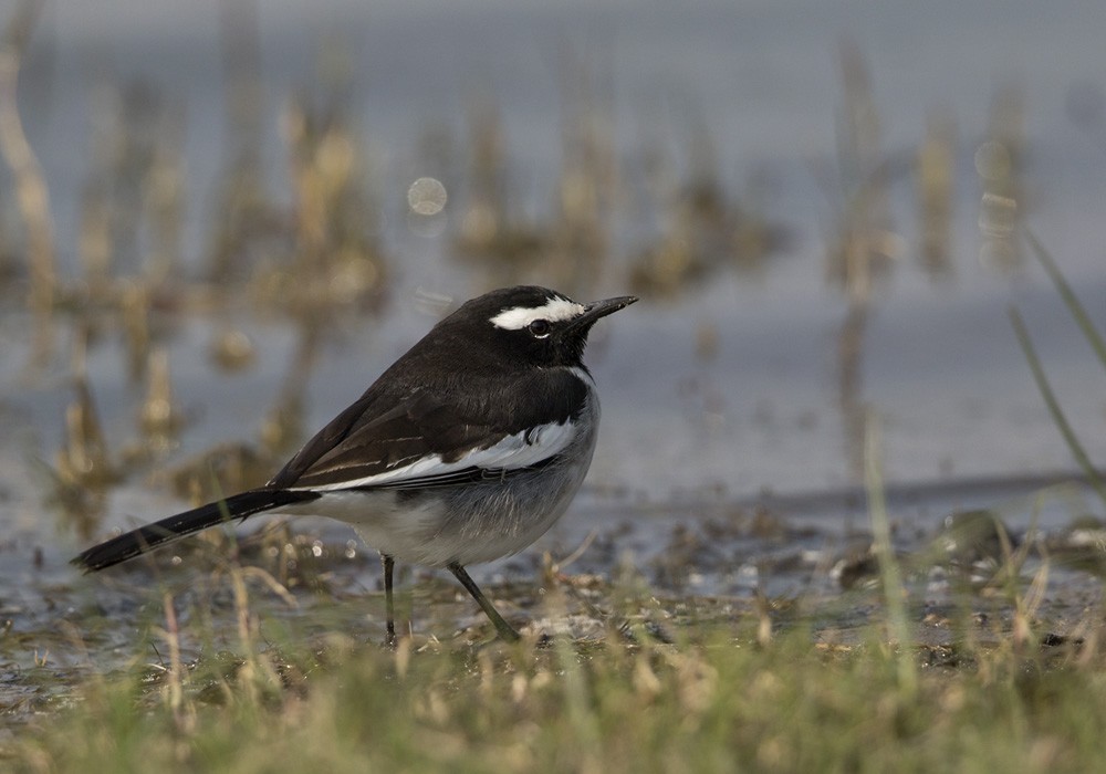 White-browed Wagtail - ML205993251