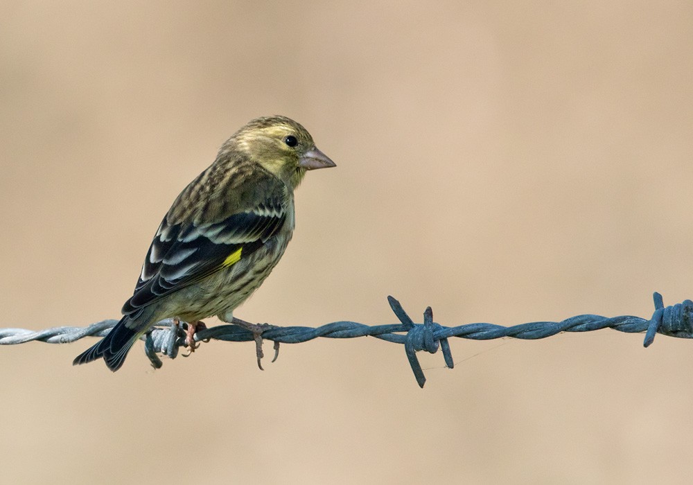 Yellow-breasted Greenfinch - ML205993261