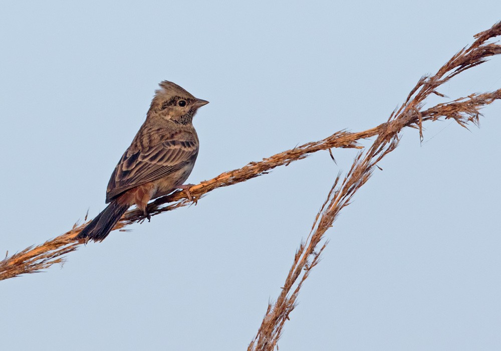 White-capped Bunting - ML205993281