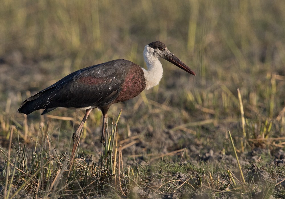 Asian Woolly-necked Stork - Lars Petersson | My World of Bird Photography