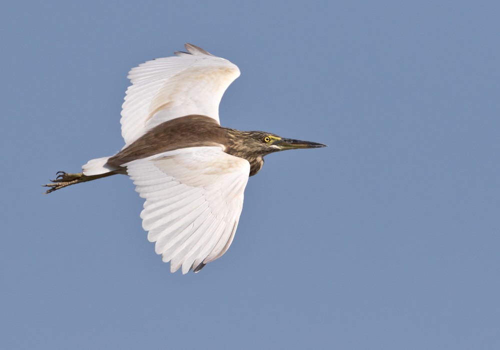 Indian Pond-Heron - Lars Petersson | My World of Bird Photography