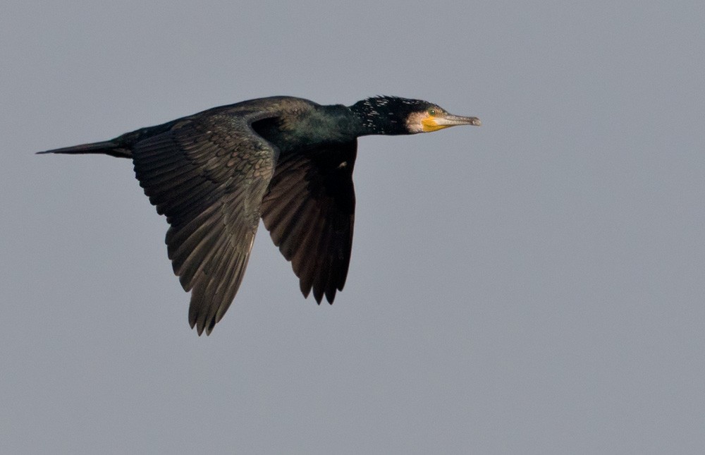 Great Cormorant (Eurasian) - Lars Petersson | My World of Bird Photography