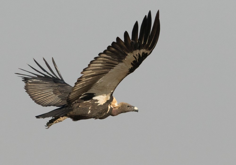 White-rumped Vulture - Lars Petersson | My World of Bird Photography