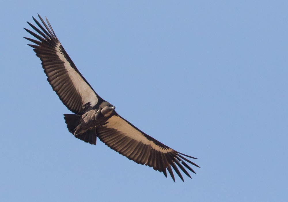 White-rumped Vulture - ML205993501