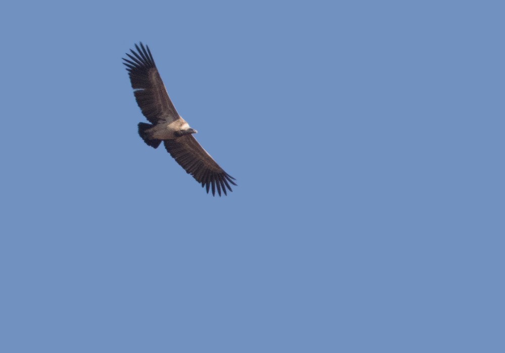 Indian Vulture - ML205993531