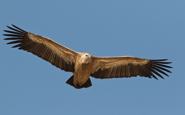 Eurasian Griffon (subspecies <em class="SciName notranslate">fulvescens</em>). - Eurasian Griffon - 