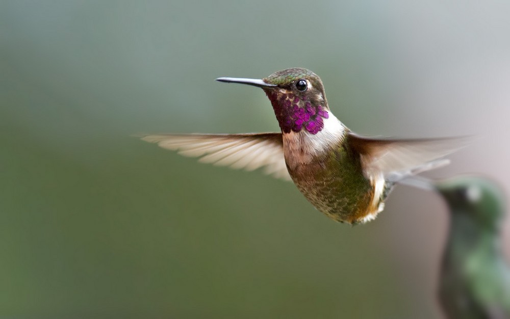 Purple-throated Woodstar - Lars Petersson | My World of Bird Photography