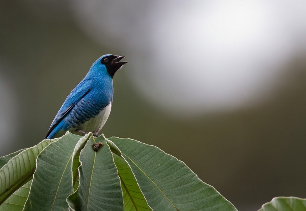 Swallow Tanager - ML205994041